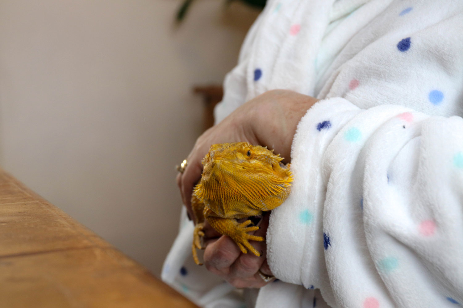 Image of a Home Safari pet lizard being held by a service user.