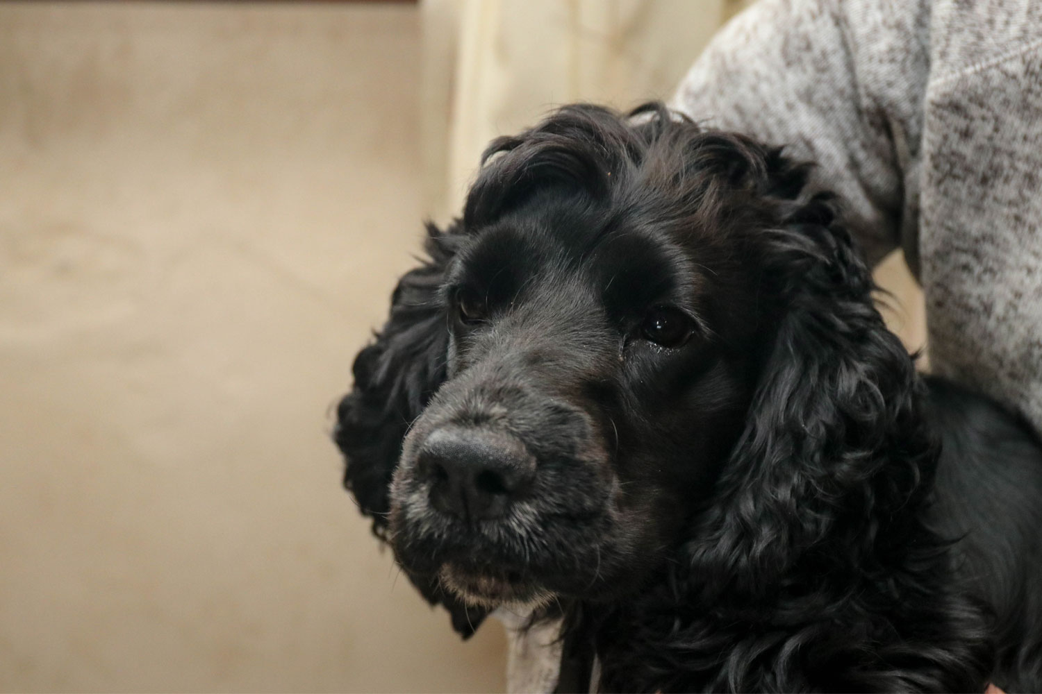 A black reading dog