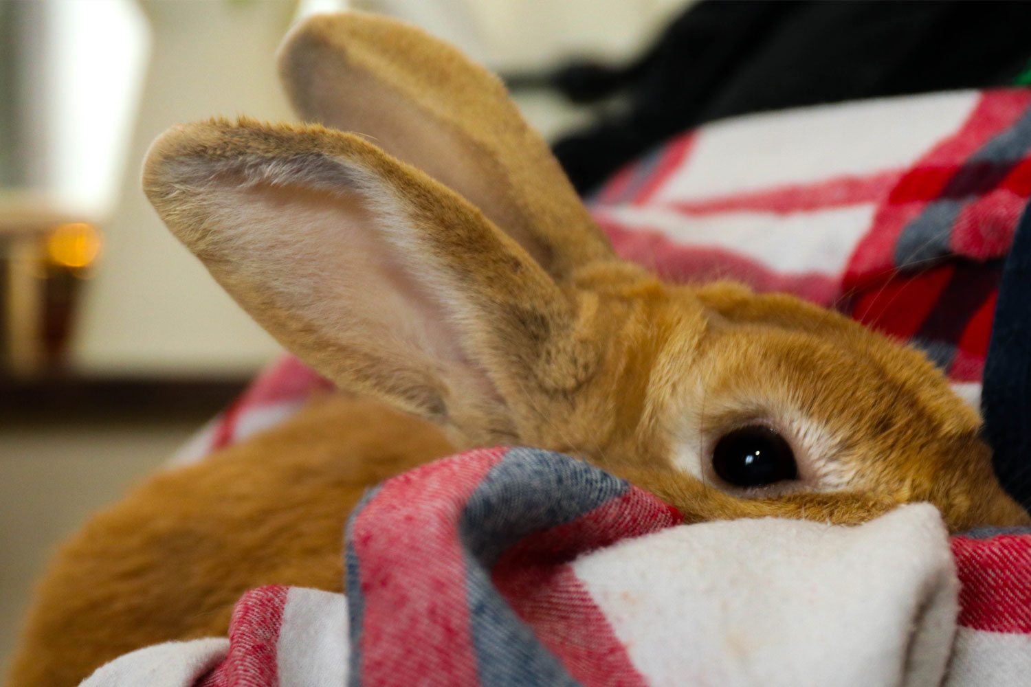 One of Home Safari's pet rabbits.