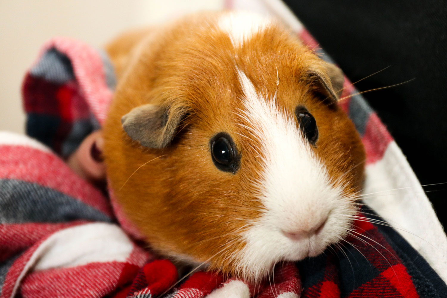 One of Home Safari's pet guinea pigs.